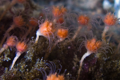Ectopleura marina