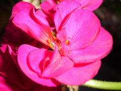 Angiospermae