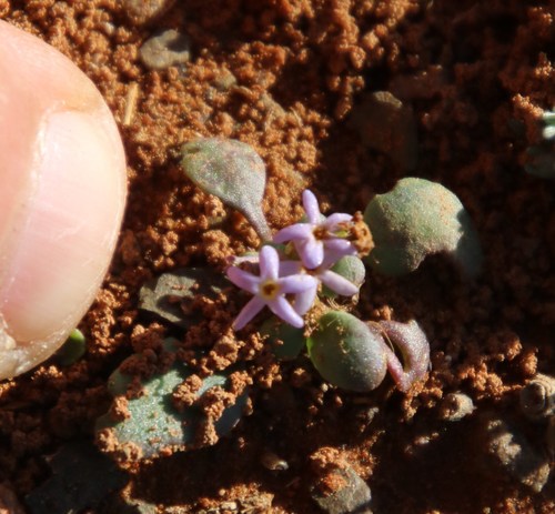 Image of Manulea fragrans by (c) Tony Rebelo, some rights reserved (CC BY-SA)