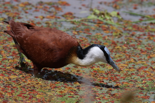 African Jacana
