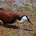 African Jacana - Photo (c) Jan Ebr, some rights reserved (CC BY), uploaded by Jan Ebr