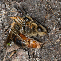 Andrena erythrogaster
