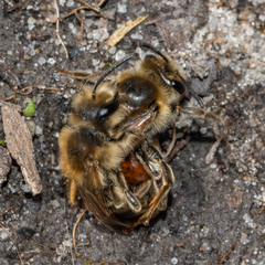 Andrena erythrogaster
