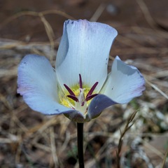 Calochortus ambiguus