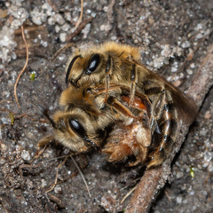 Andrena erythrogaster