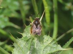 Eucera