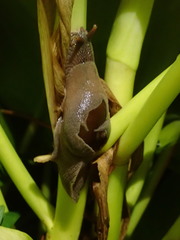Ratnadvipia irradians