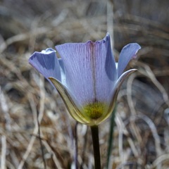 Calochortus ambiguus
