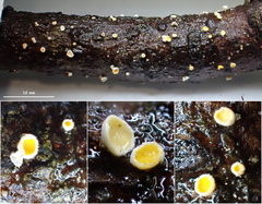 Lachnellula calyciformis