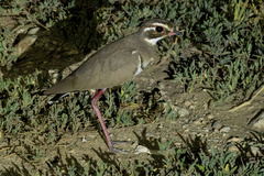 Rhinoptilus chalcopterus