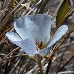 Calochortus ambiguus