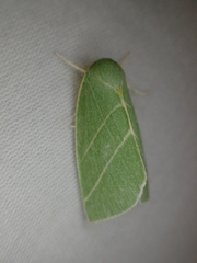 Bena bicolorana