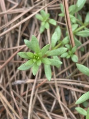 Pyxidanthera barbulata