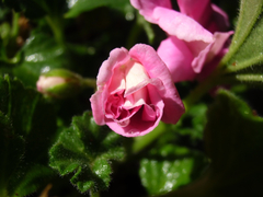 Angiospermae