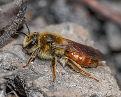 Andrena erythrogaster