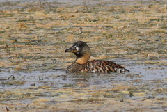 Thalassornis leuconotus