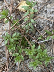 Pyxidanthera barbulata