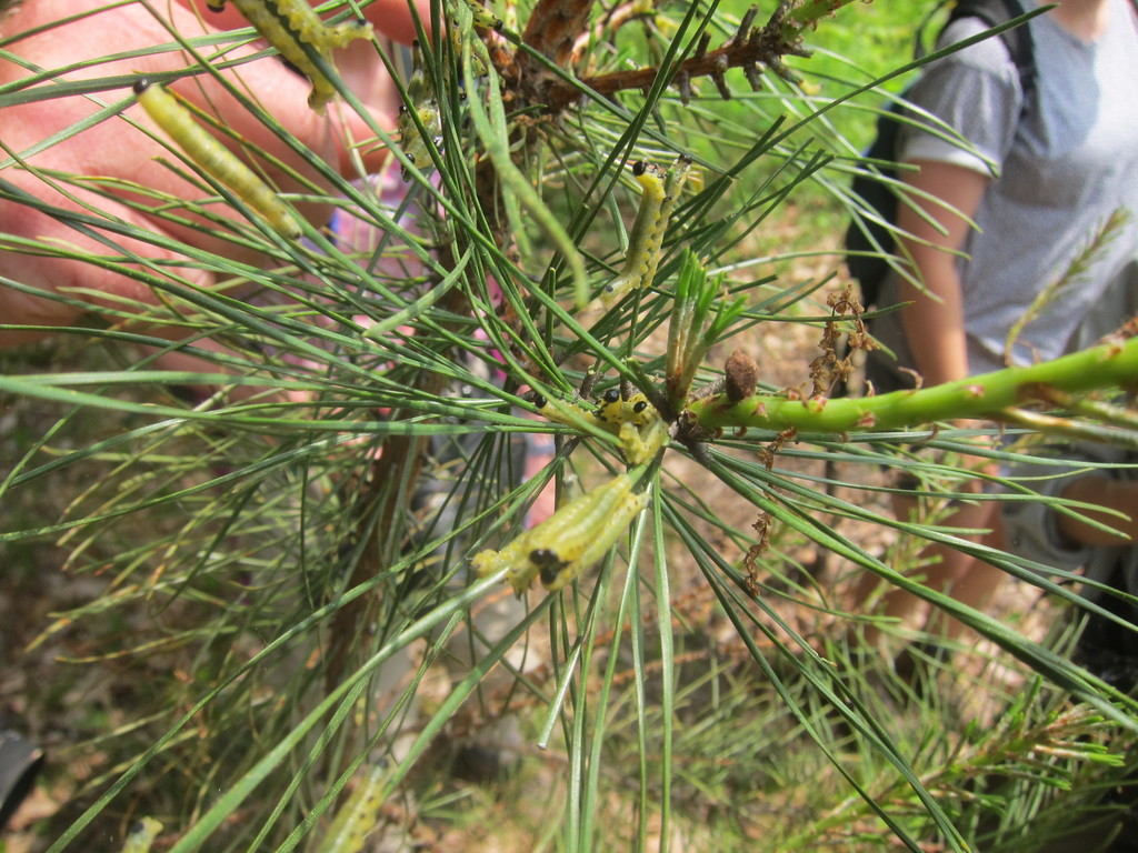 Neodiprion pinusrigida