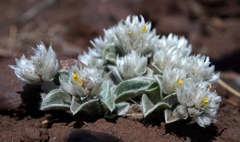 Gomphrena caespitosa