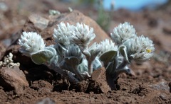 Gomphrena caespitosa