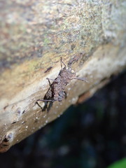 Cladonotus