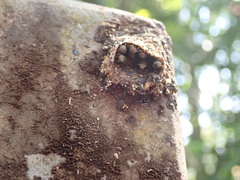 Tetragonula praeterita