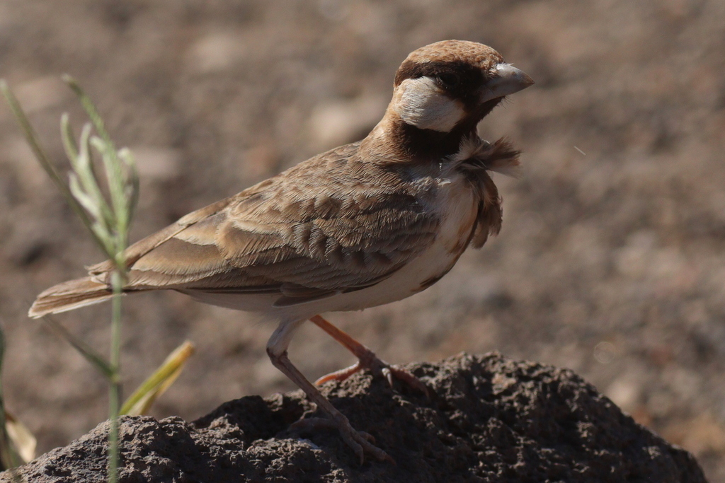 Fischer's Sparrow-Lark photo