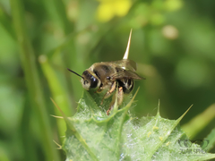 Eucera