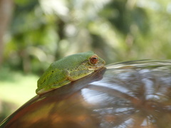Pseudophilautus ocularis