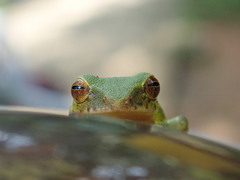 Pseudophilautus ocularis