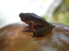 Pseudophilautus ocularis