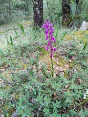 Orchis × penzigiana