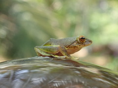 Pseudophilautus ocularis