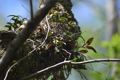 Epidendrum conopseum