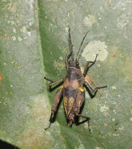 Hirrius punctatus · iNaturalist