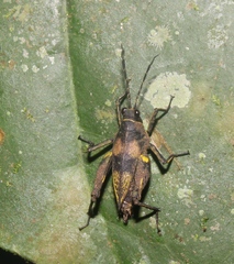 Hirrius punctatus
