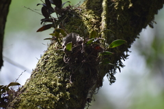 Epidendrum conopseum