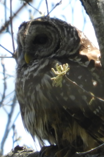 Barred Owl photographed in Delaware