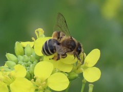 Anthophila