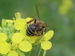 Anthophila