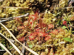 Drosera