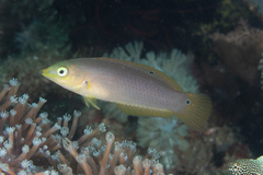 Halichoeres solorensis