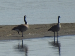 Branta canadensis