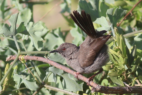 Grey Wren-Warbler (Calamonastes simplex), photo 9