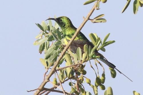 Gorgeous Sunbird (Cinnyris melanogastrus), photo 4