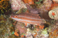 Oxycheilinus orientalis