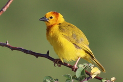 Ploceus castaneiceps