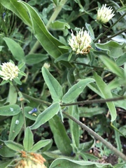 Trifolium ochroleucon