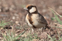 Fischer's Sparrow-Lark photo 2
