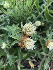 Trifolium ochroleucon